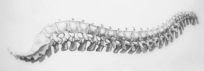 Chiropractic Andover MN Grey Spine Drawing